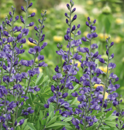 Baptisia australis 'Indigo Sky'